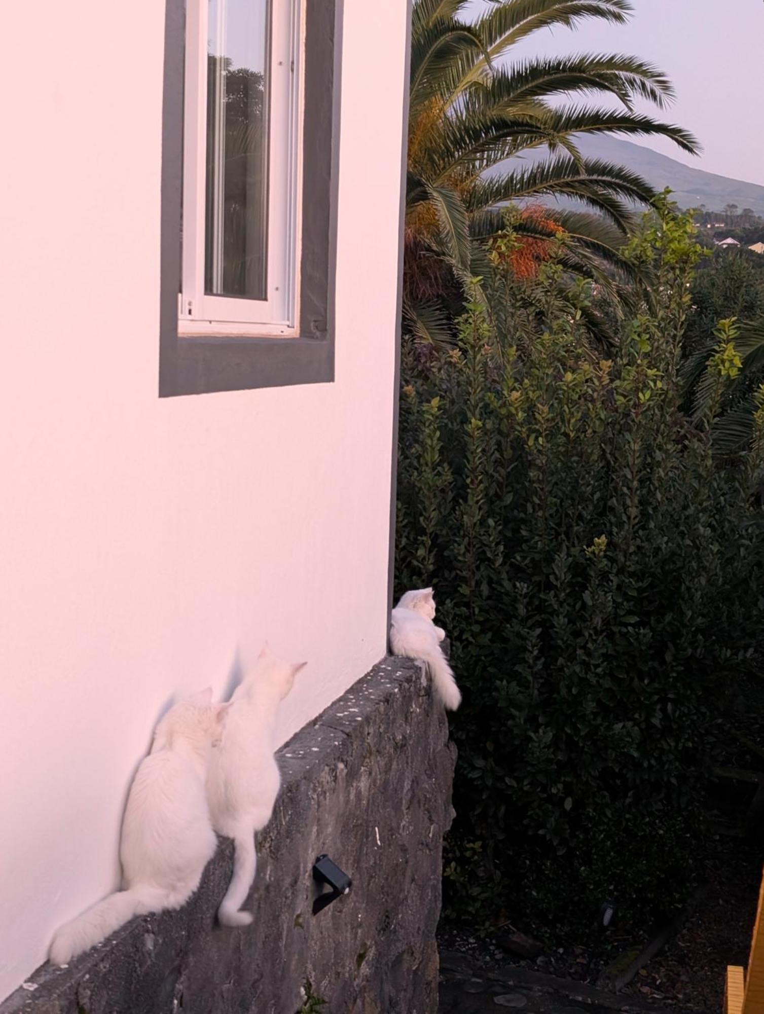 Loving Strangers Hostel Madalena  Εξωτερικό φωτογραφία